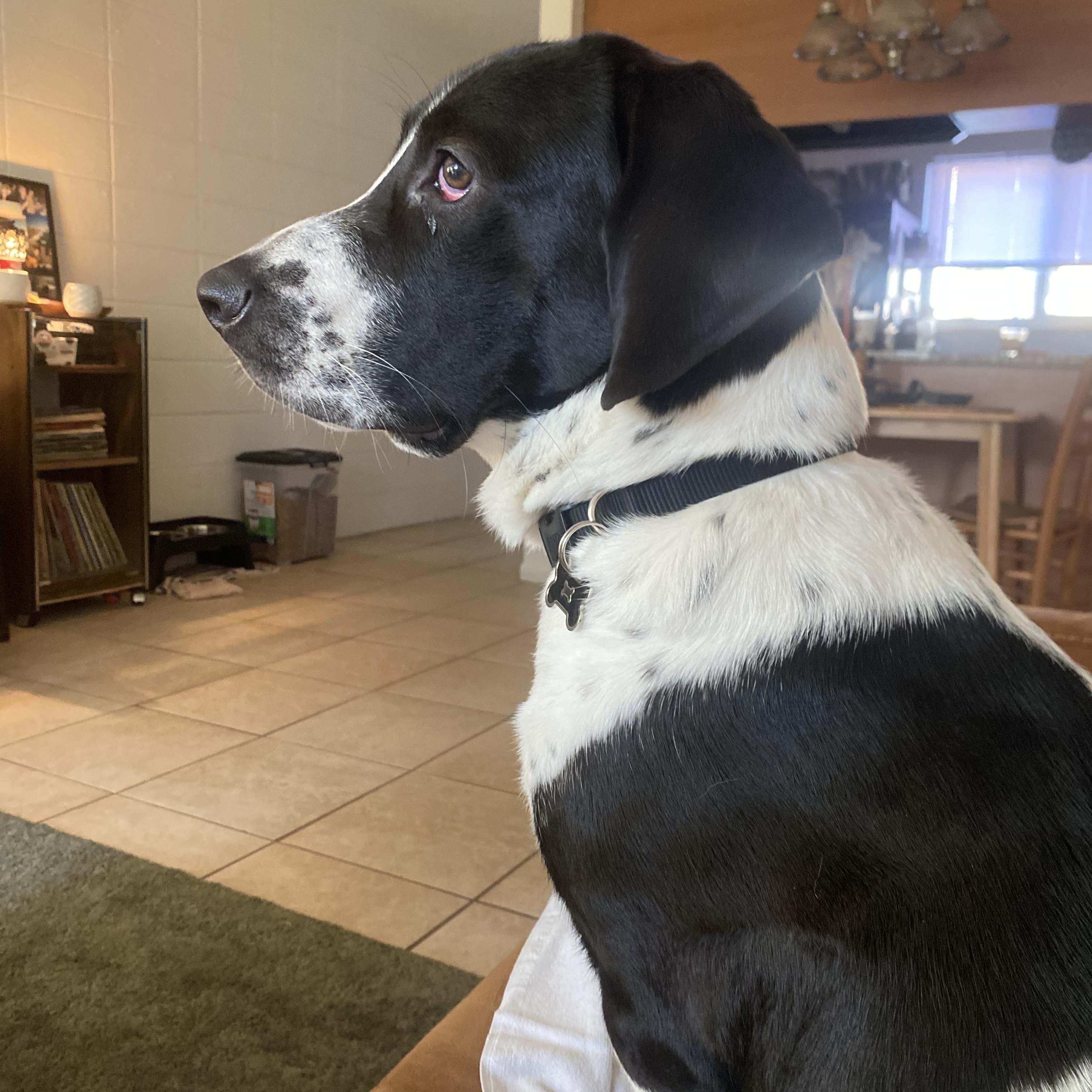 Moby, a ADOPTABLE mixed breed in Auburndale, FL image 1/4