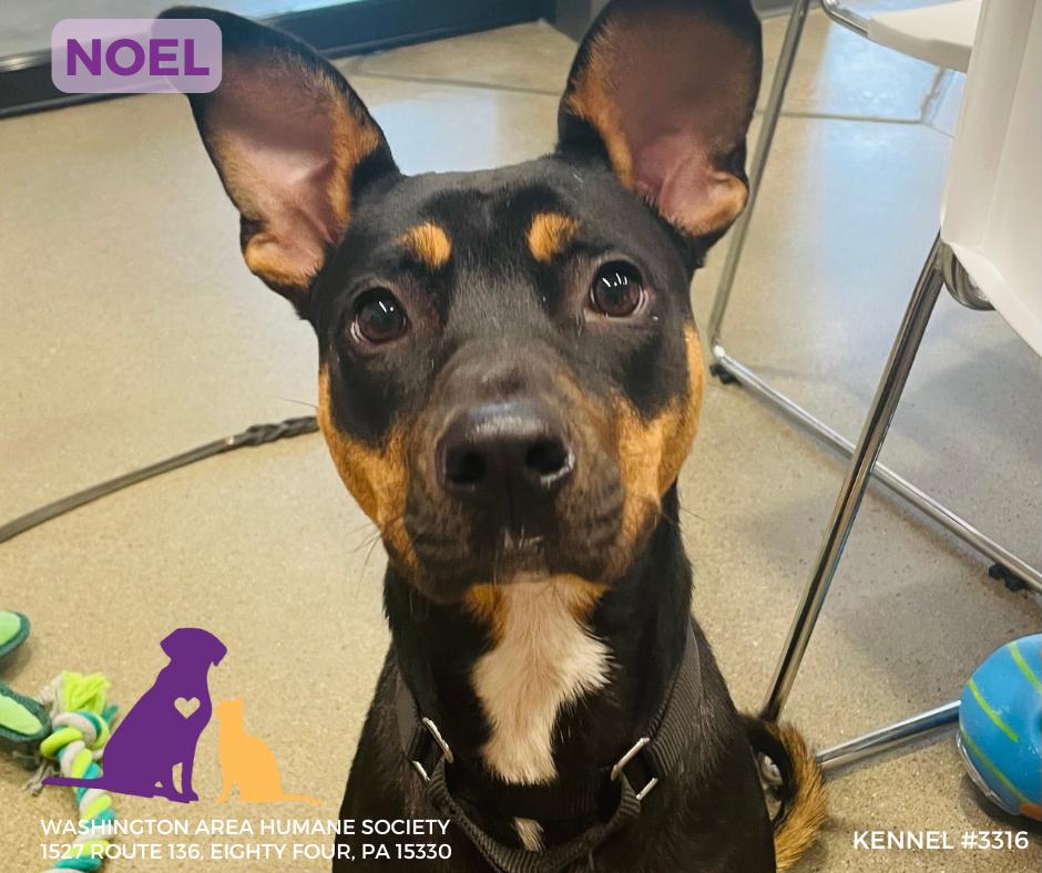 Noelle, Adoptable, Young Female Pit Bull Terrier.