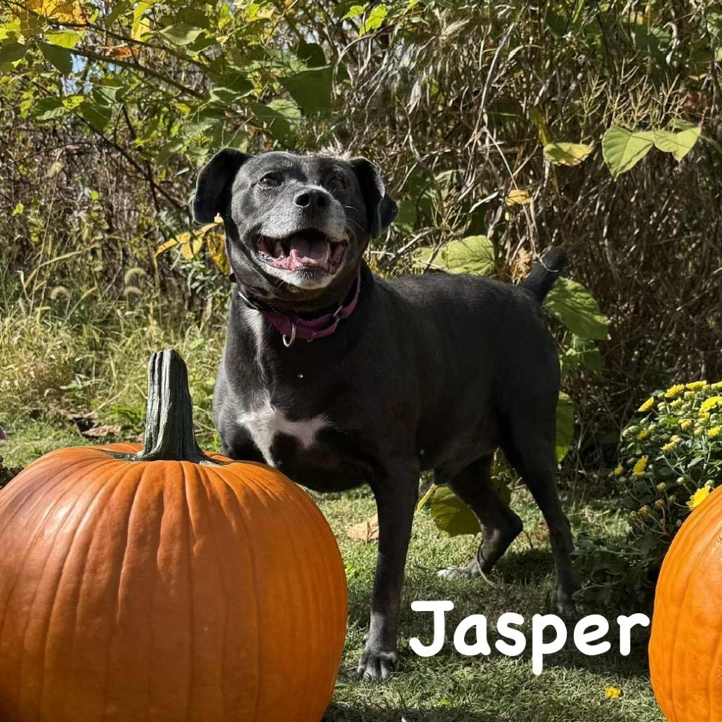 Jasper, Adoptable, Senior Male Labrador Retriever & Pit Bull Terrier.