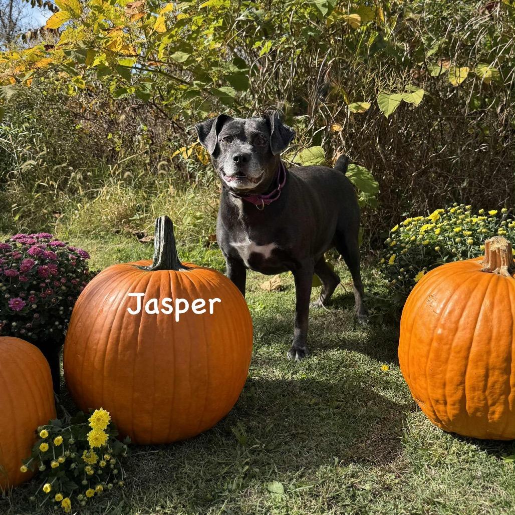 Enlarge Jasper, a Adoptable mixed breed in Parkersburg, WV image 2/3