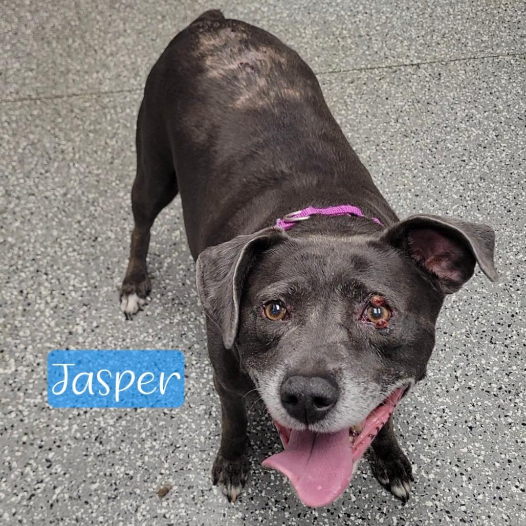 Enlarge Jasper, a Adoptable mixed breed in Parkersburg, WV image 3/3