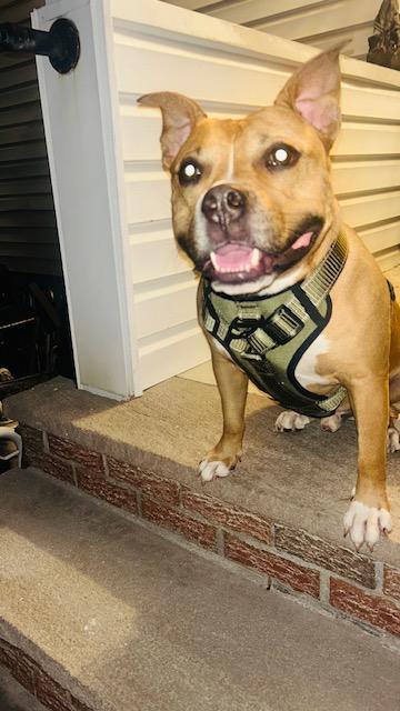 Enlarge Gucci, a Adoptable mixed breed in Westwood, NJ image 3/5