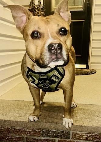 Enlarge Gucci, a Adoptable mixed breed in Westwood, NJ image 2/5