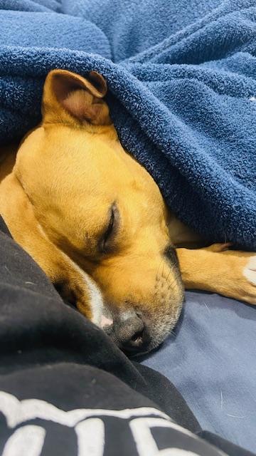 Enlarge Gucci, a Adoptable mixed breed in Westwood, NJ image 4/5