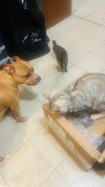 Enlarge Gucci, a Adoptable mixed breed in Westwood, NJ image 5/5