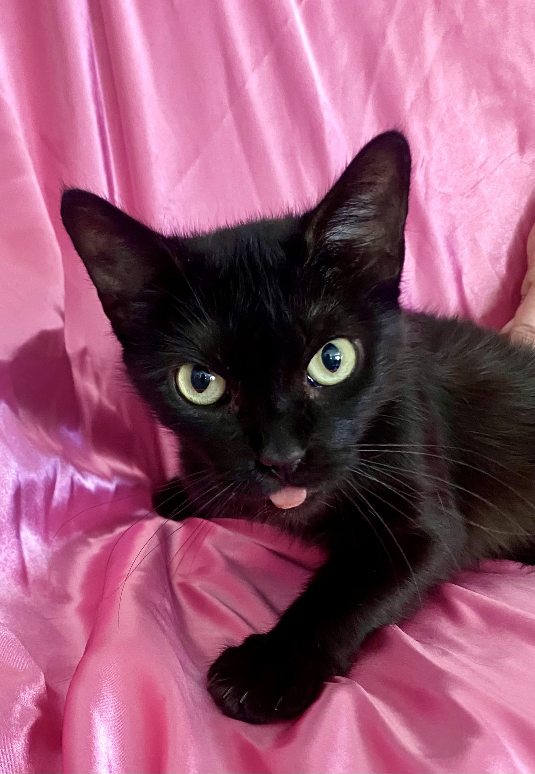 DUCHESS, a Adoptable Domestic Short Hair image 1/2