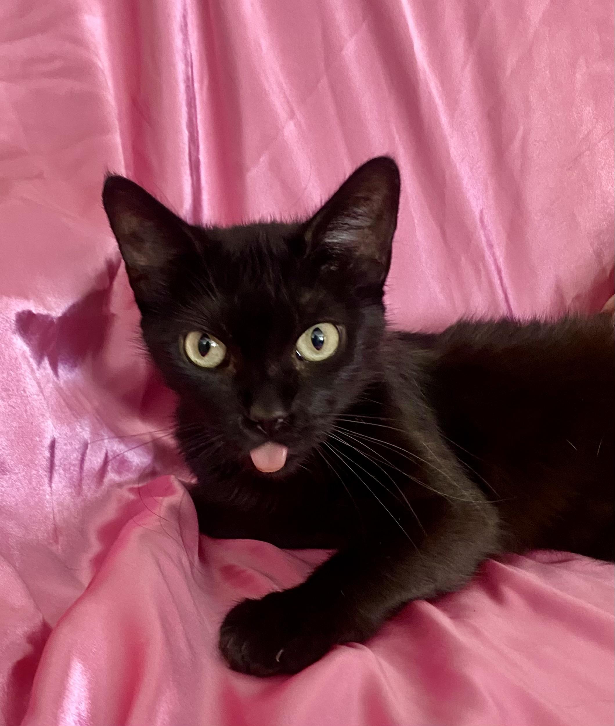 DUCHESS, a Adoptable Domestic Short Hair image 2/2