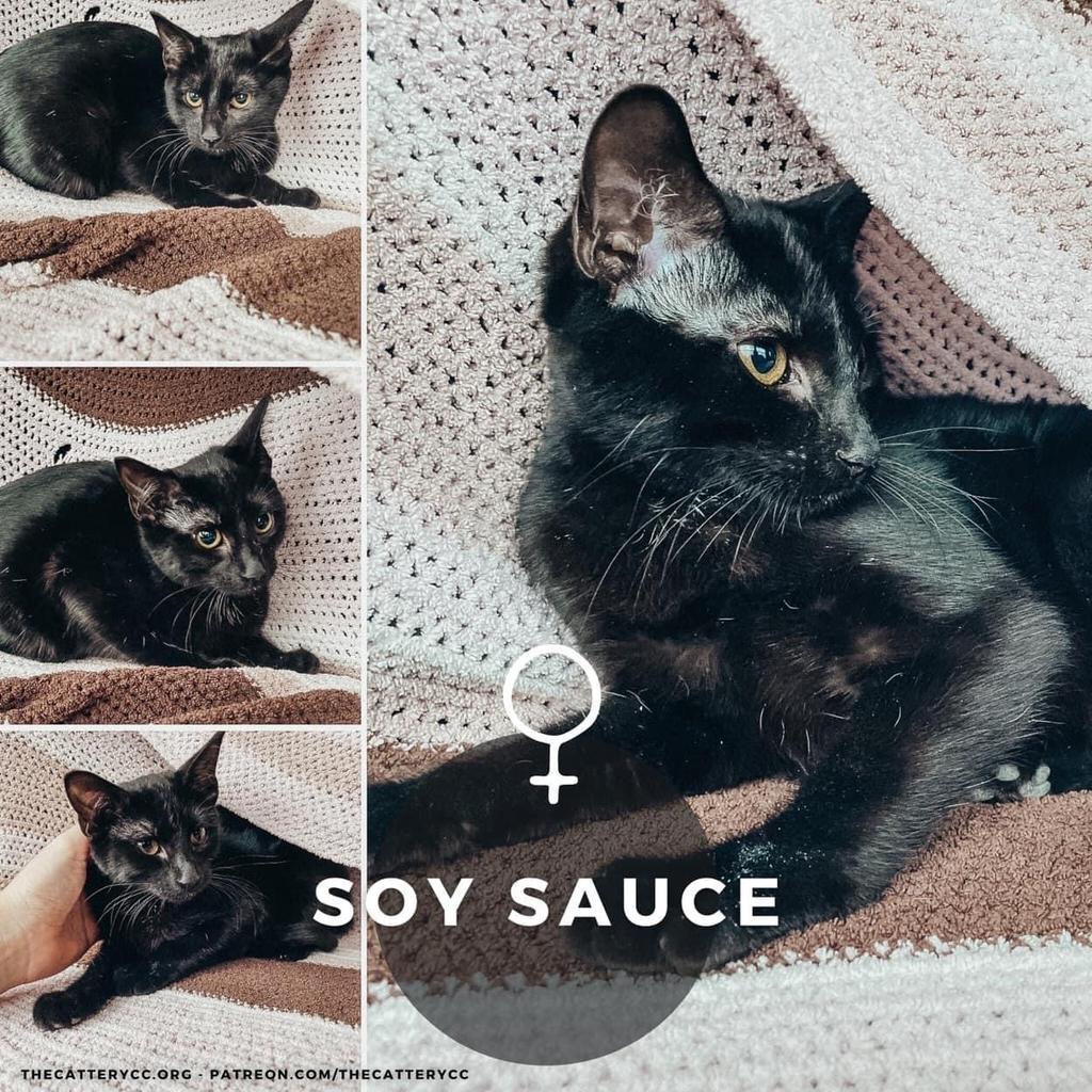 Enlarge Soy Sauce, a Adoptable mixed breed in Corpus Christi, TX image 1/4