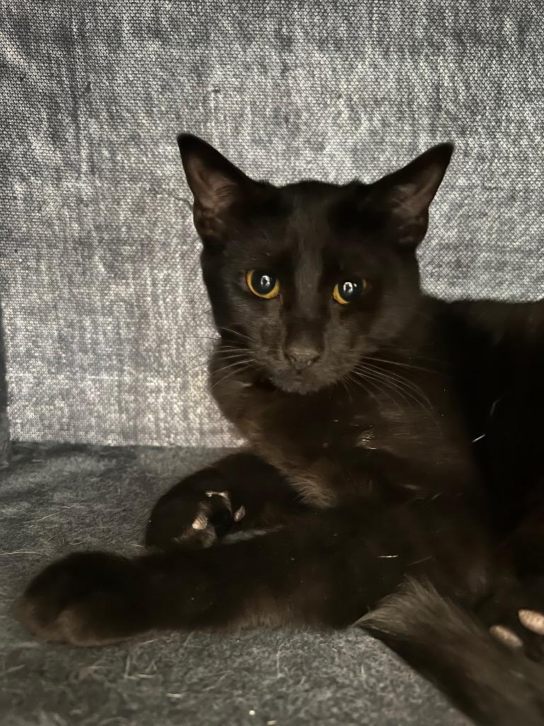 Enlarge Soy Sauce, a Adoptable mixed breed in Corpus Christi, TX image 3/4