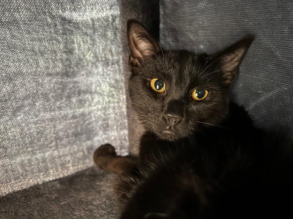 Enlarge Soy Sauce, a Adoptable mixed breed in Corpus Christi, TX image 4/4