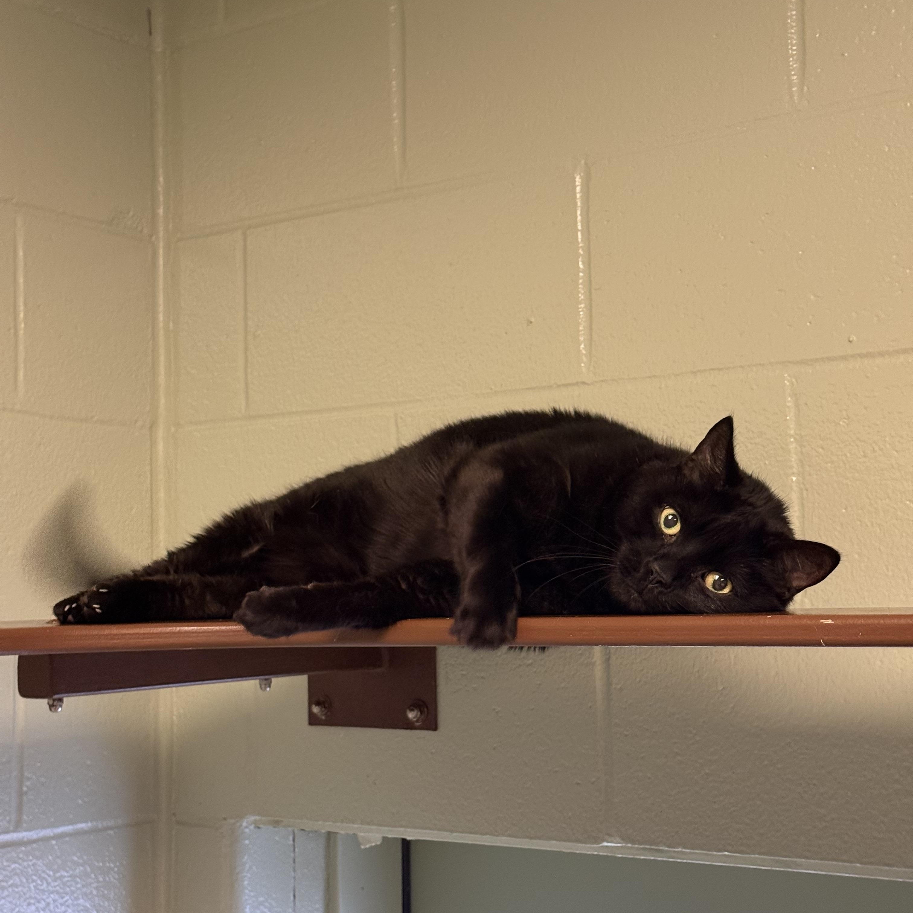 Hammond, Adoptable, Senior Male Domestic Short Hair.