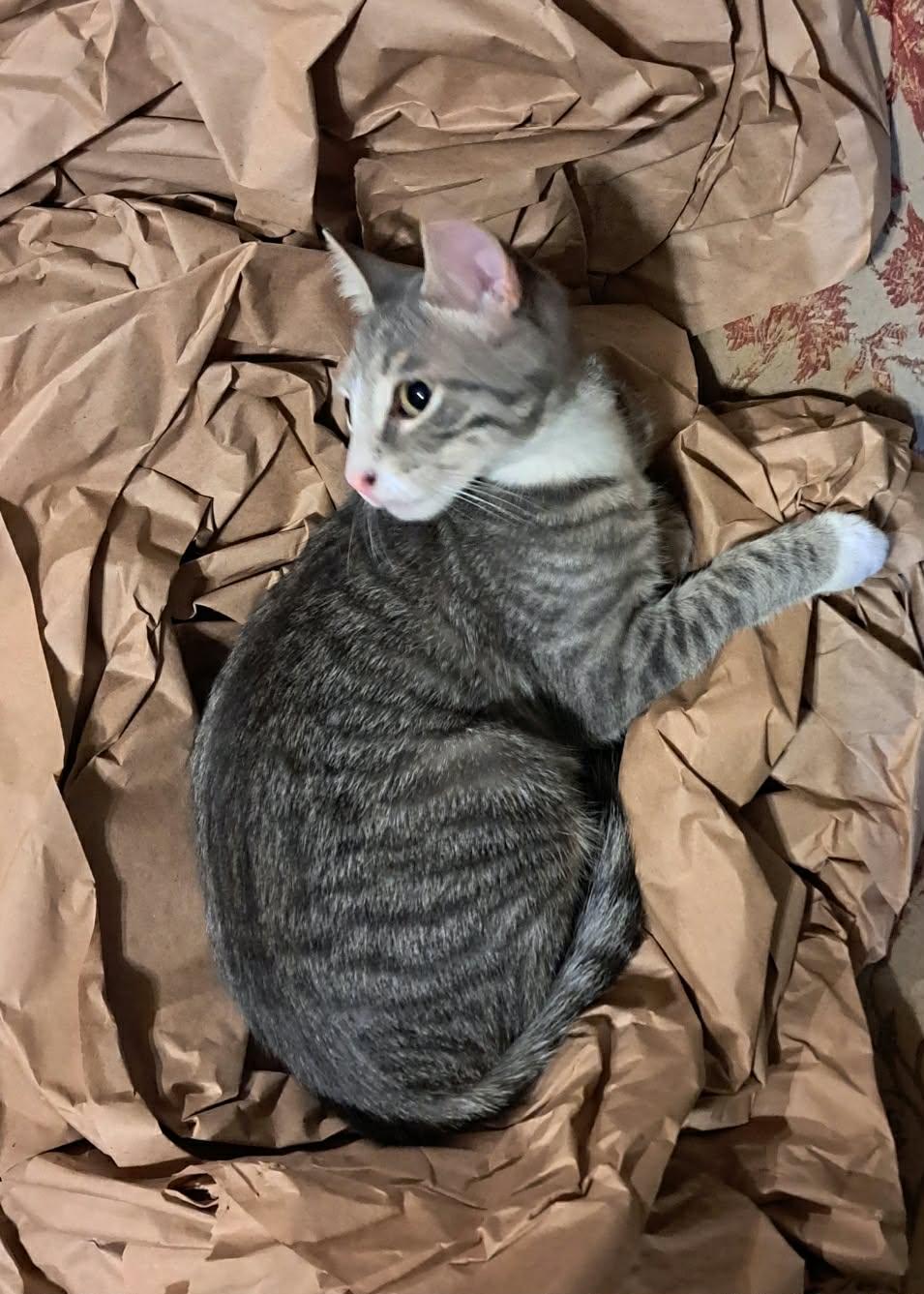 Lock, Adoptable, Kitten Male Domestic Short Hair.