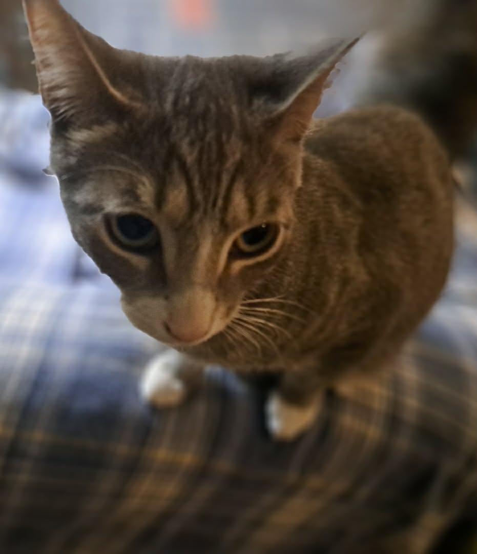 Enlarge Lock, a Adoptable Domestic Short Hair in Stewartsville, NJ image 2/2