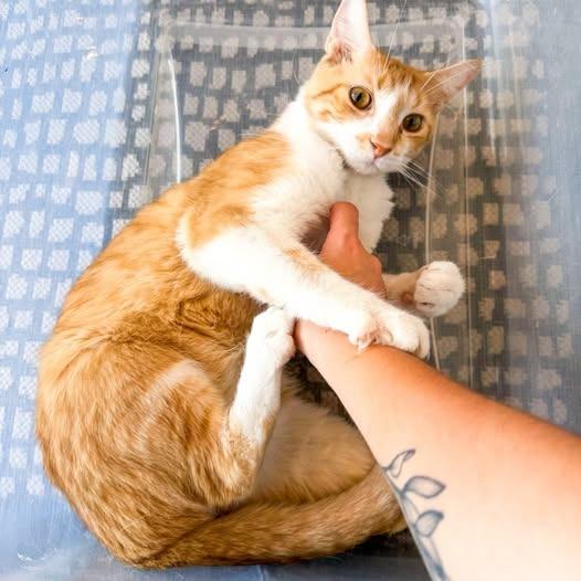 Percival, Adoptable, Young Male Domestic Short Hair.