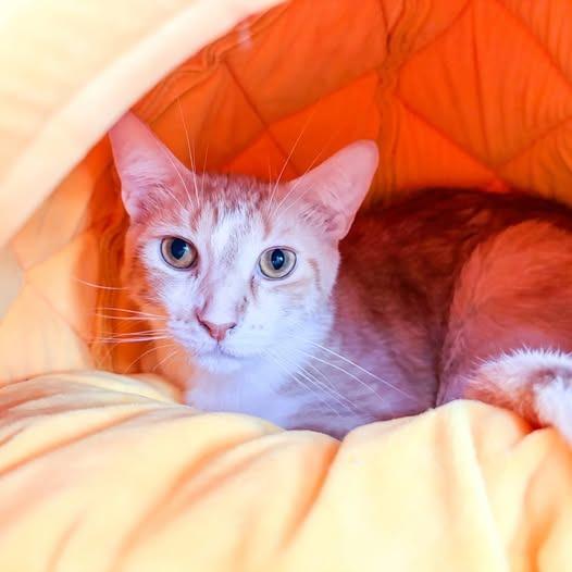 Enlarge Percival, a Adoptable mixed breed in St. Louis, MO image 2/3
