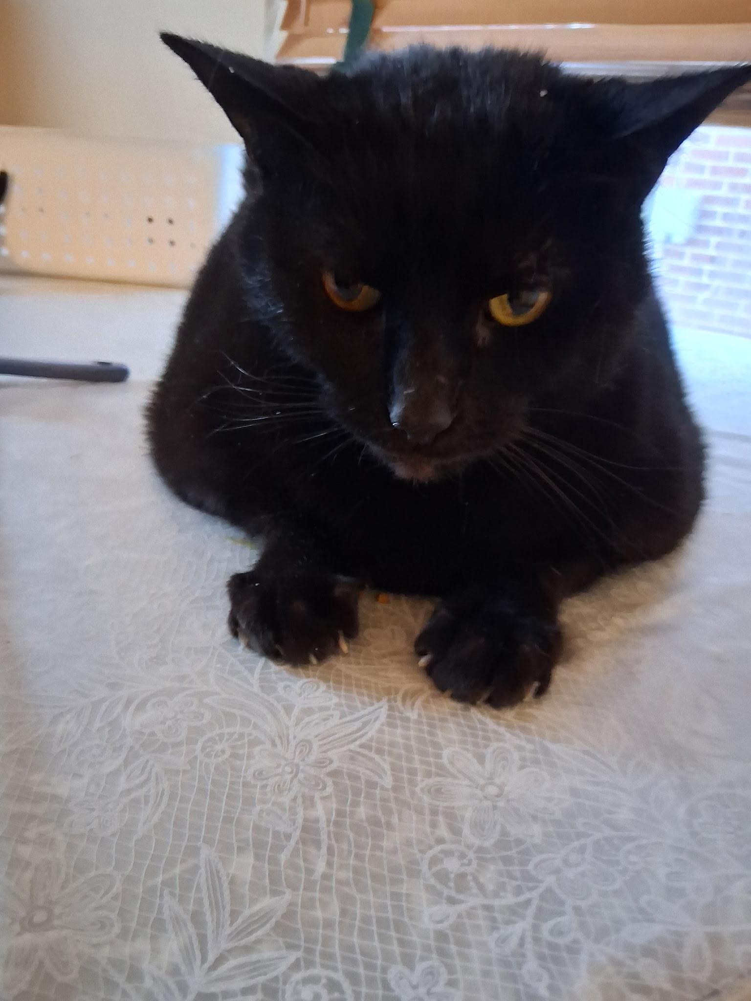 Steve, Adoptable, Senior Male Domestic Short Hair.