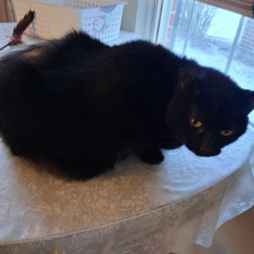 Steve, Adoptable, Senior Male Domestic Short Hair.