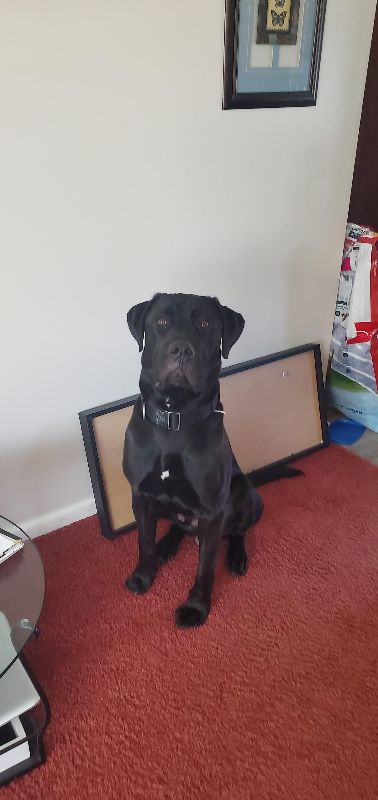 Earl, Adoptable, Young Male Cane Corso.