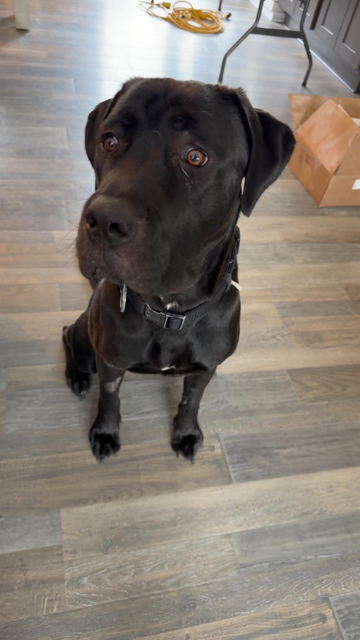 Enlarge Earl, a Adoptable mixed breed in St. Clair Shores, MI image 2/6