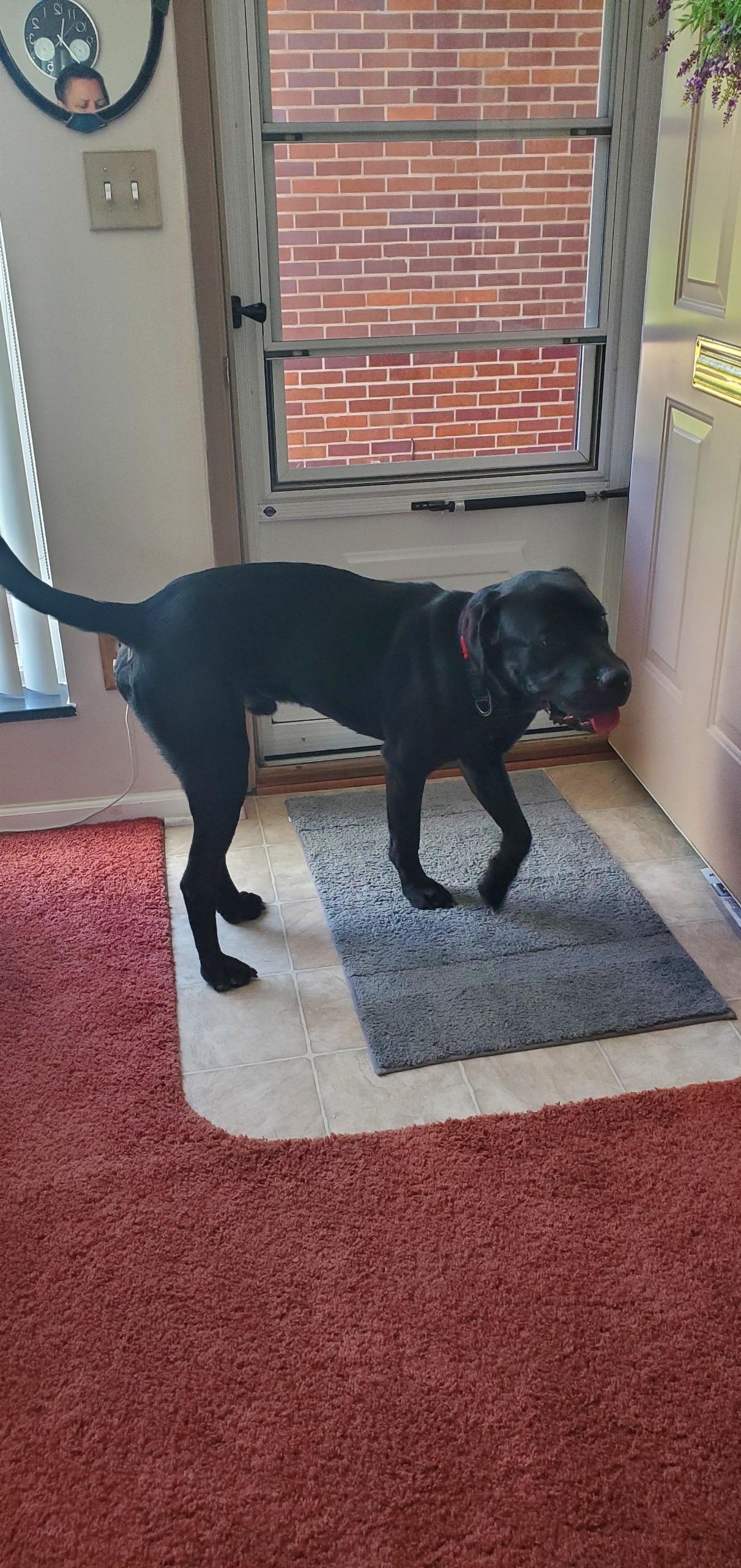 Enlarge Earl, a Adoptable mixed breed in St. Clair Shores, MI image 4/6