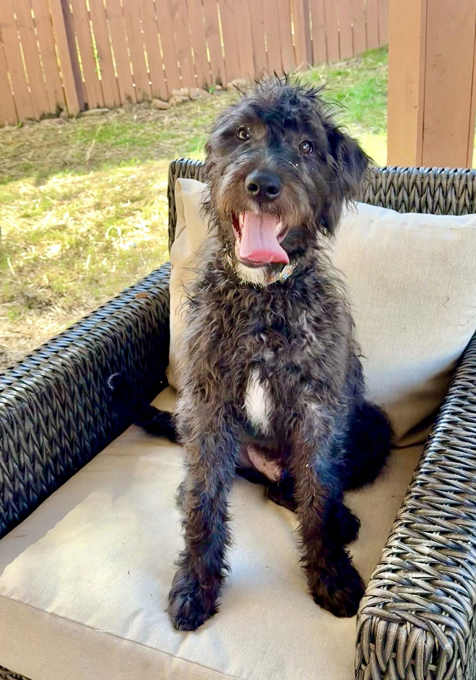 Baloo, Adoptable, Puppy Male Pit Bull Terrier & Standard Poodle.