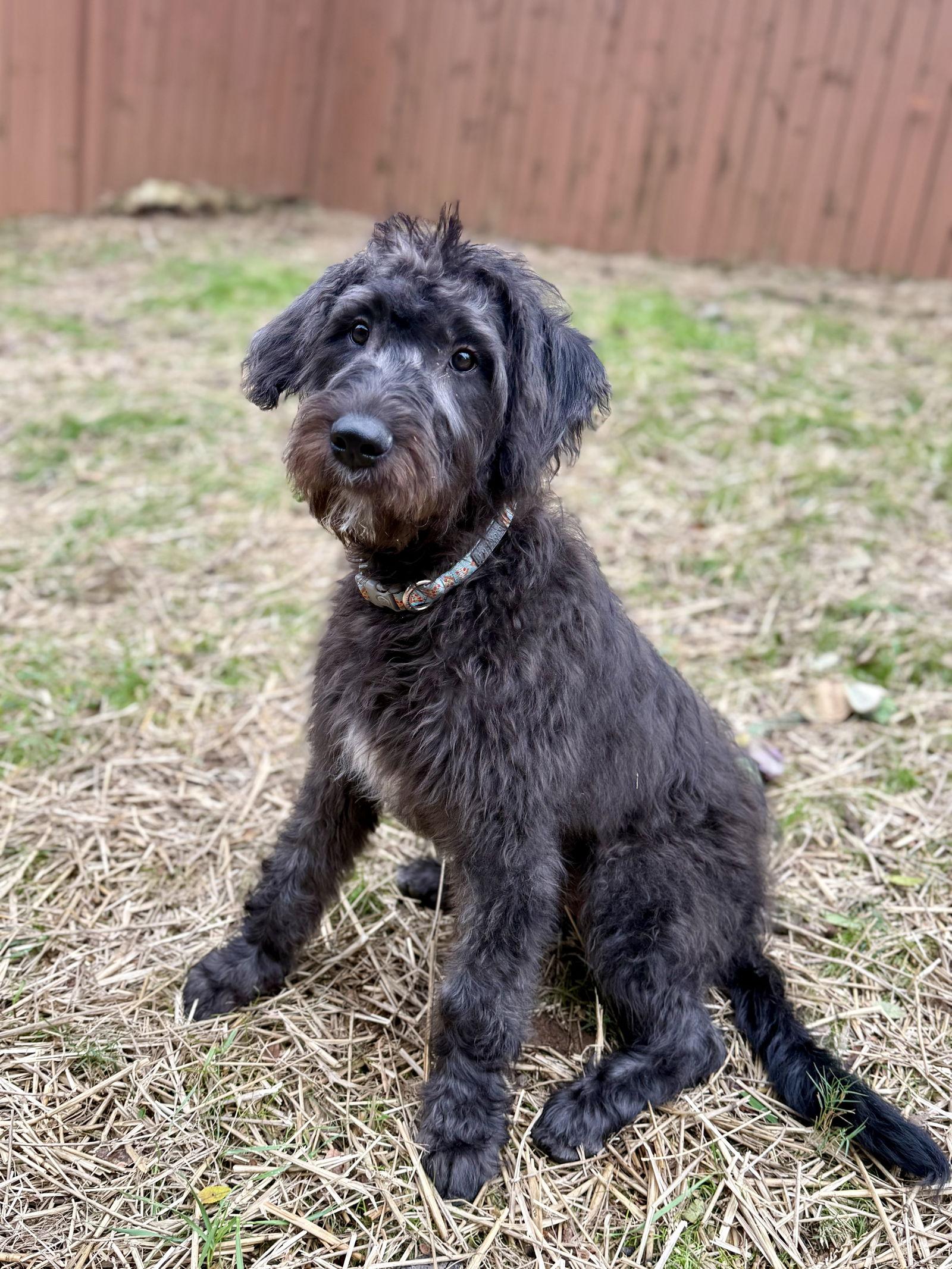 Enlarge Baloo, a Adoptable mixed breed in Woodstock, GA image 2/3