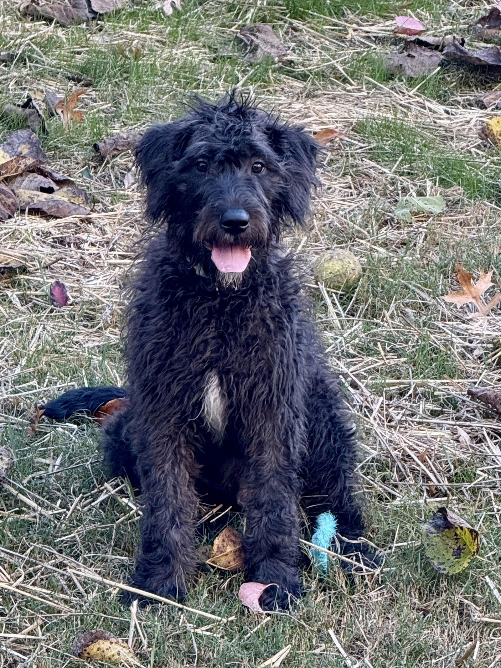 Enlarge Baloo, a Adoptable mixed breed in Woodstock, GA image 3/3