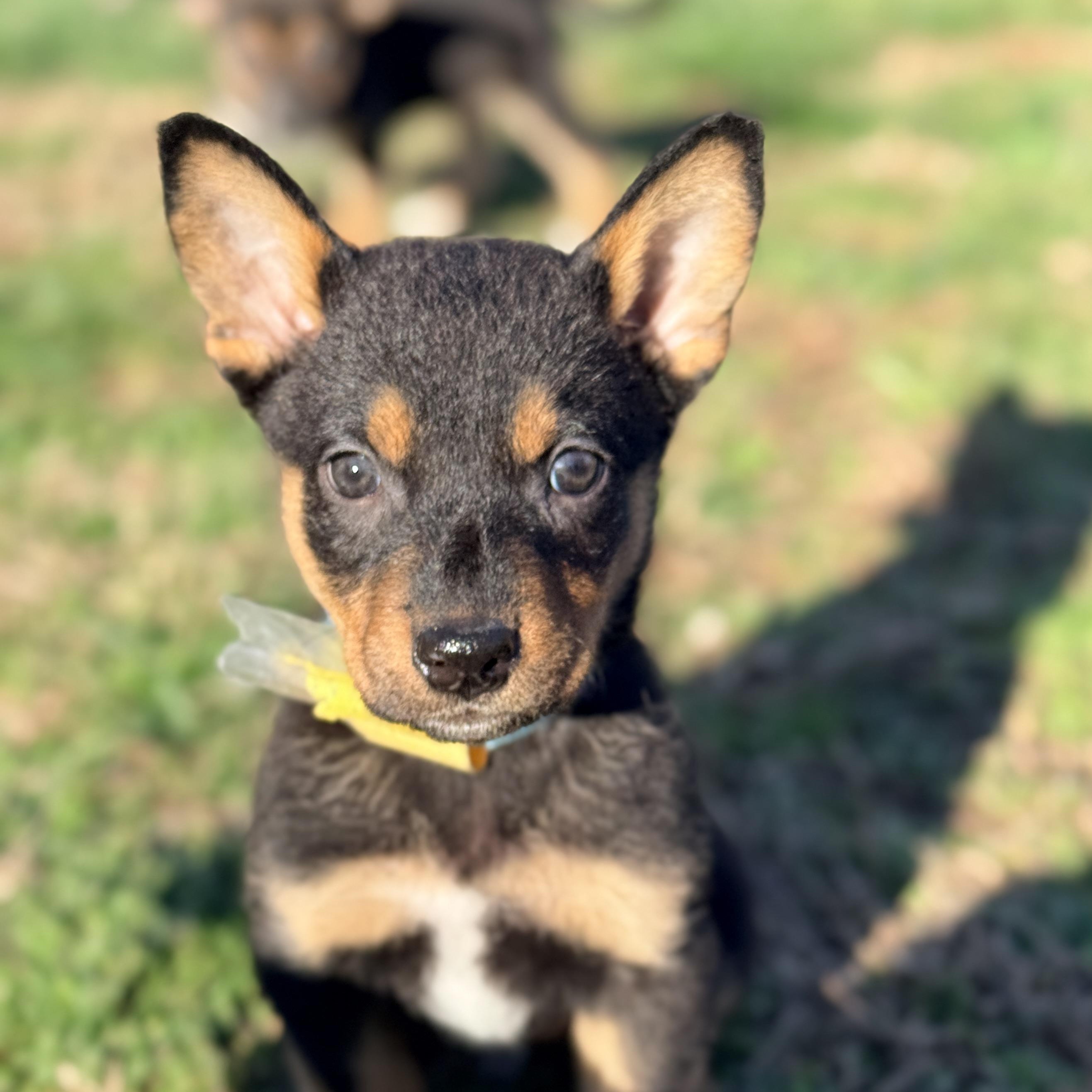 Enlarge Hiyori, a Adoptable mixed breed in Columbia, MD image 2/3