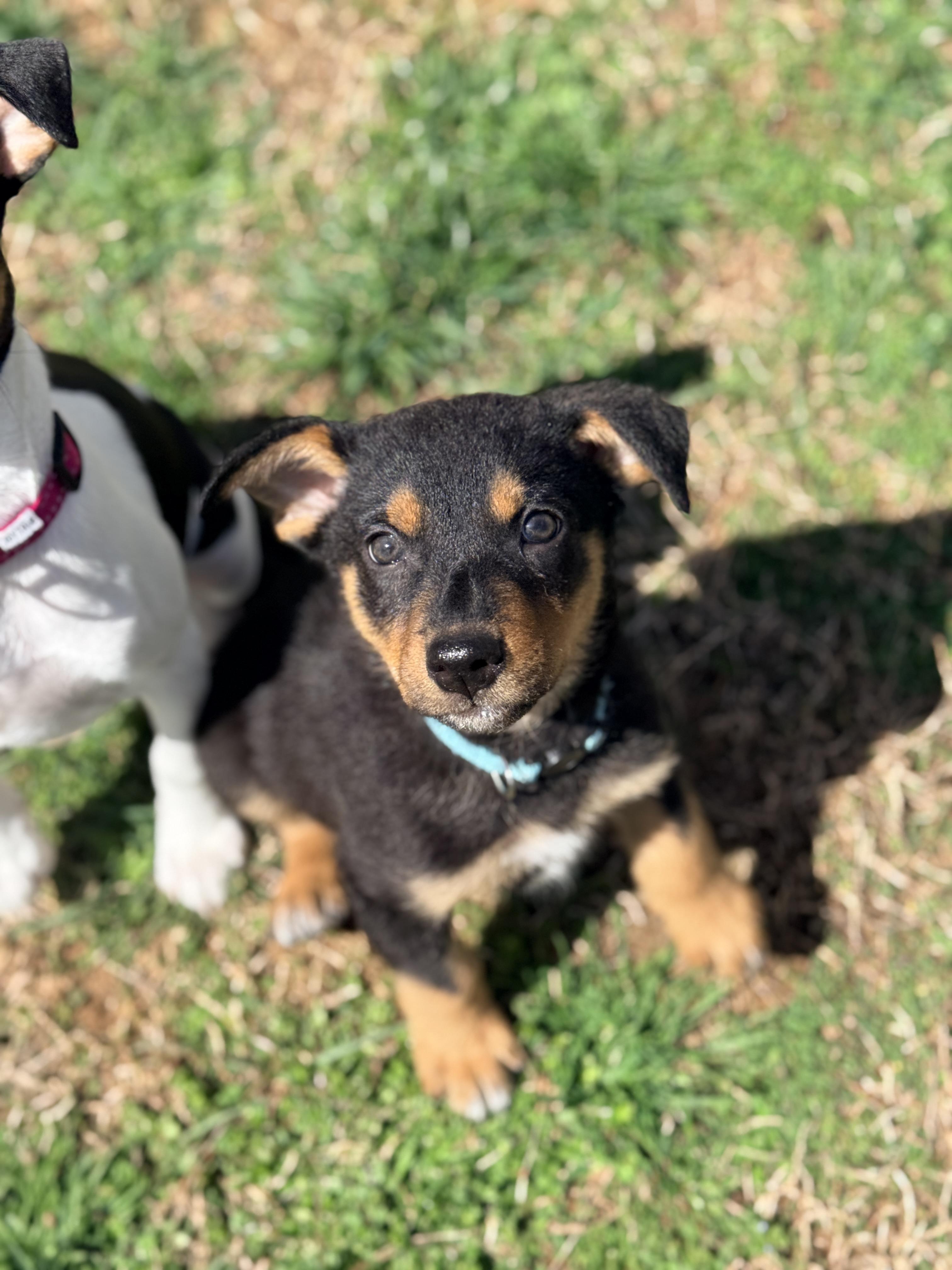 Enlarge Hiyori, a Adoptable mixed breed in Columbia, MD image 3/3