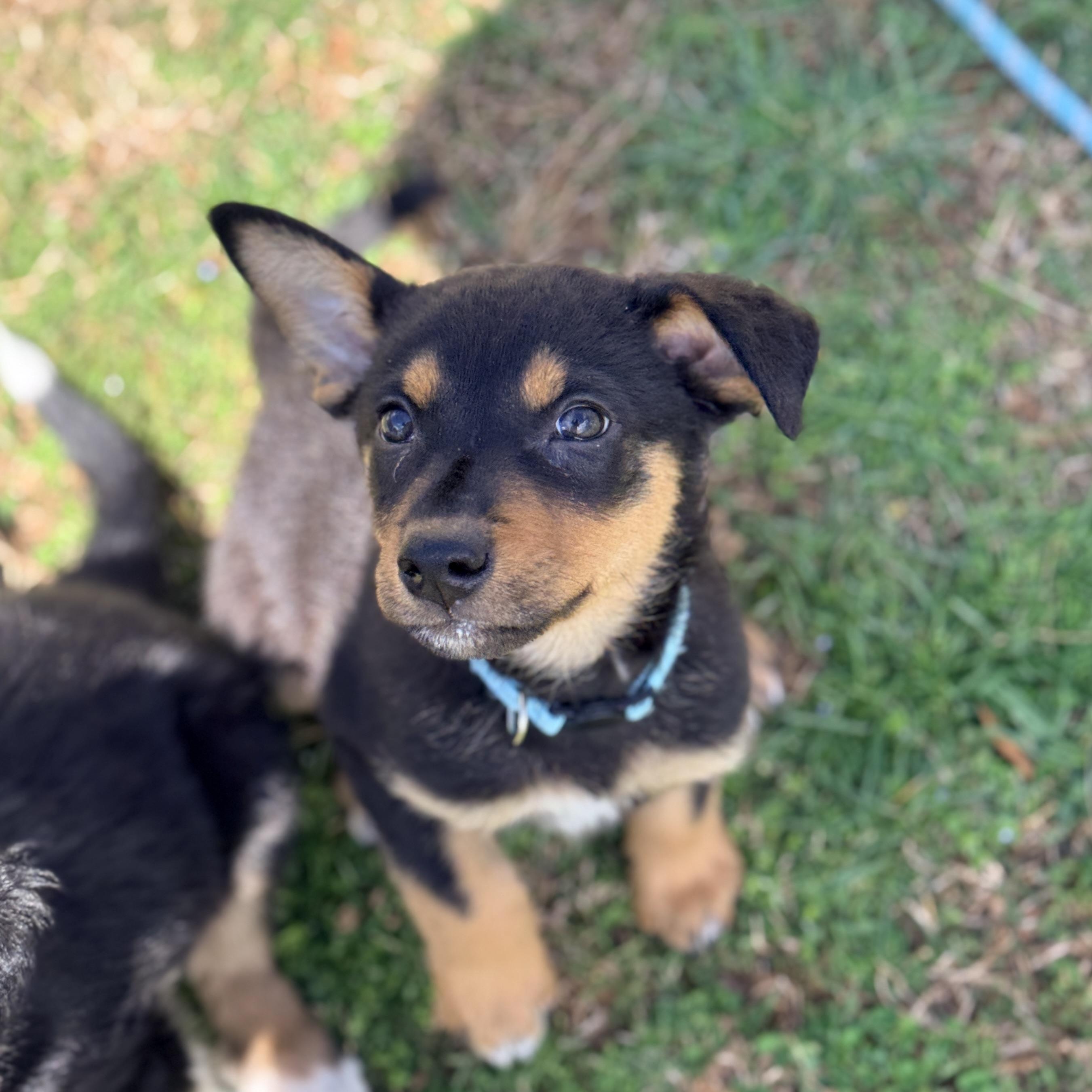 Hiyori, Adoptable, Puppy Male Chihuahua & Shetland Sheepdog / Sheltie.
