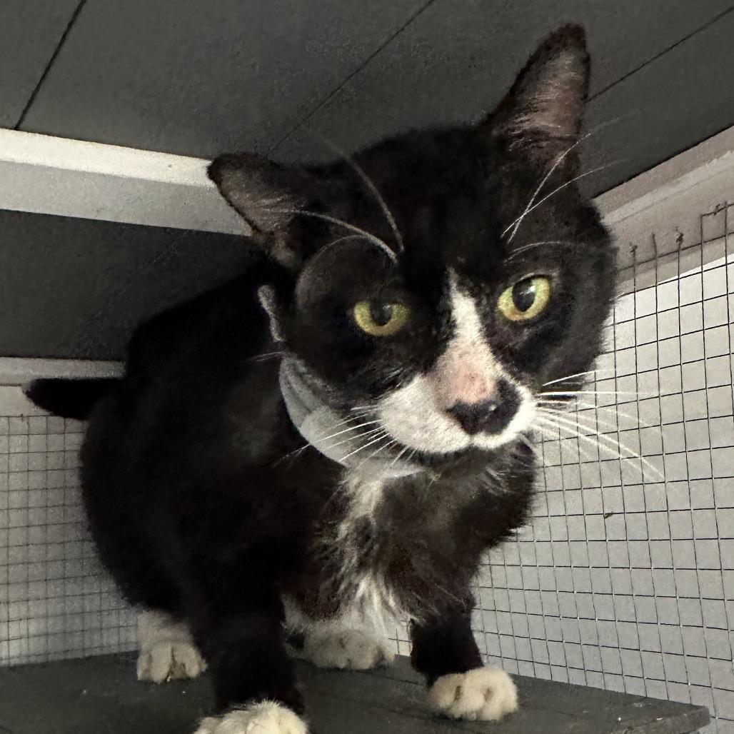 Edward, Adoptable, Adult Male Domestic Short Hair.