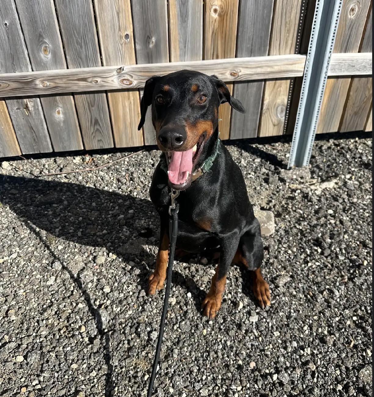 Enlarge Sherman, a Adoptable Doberman Pinscher in White Lake, MI image 1/3