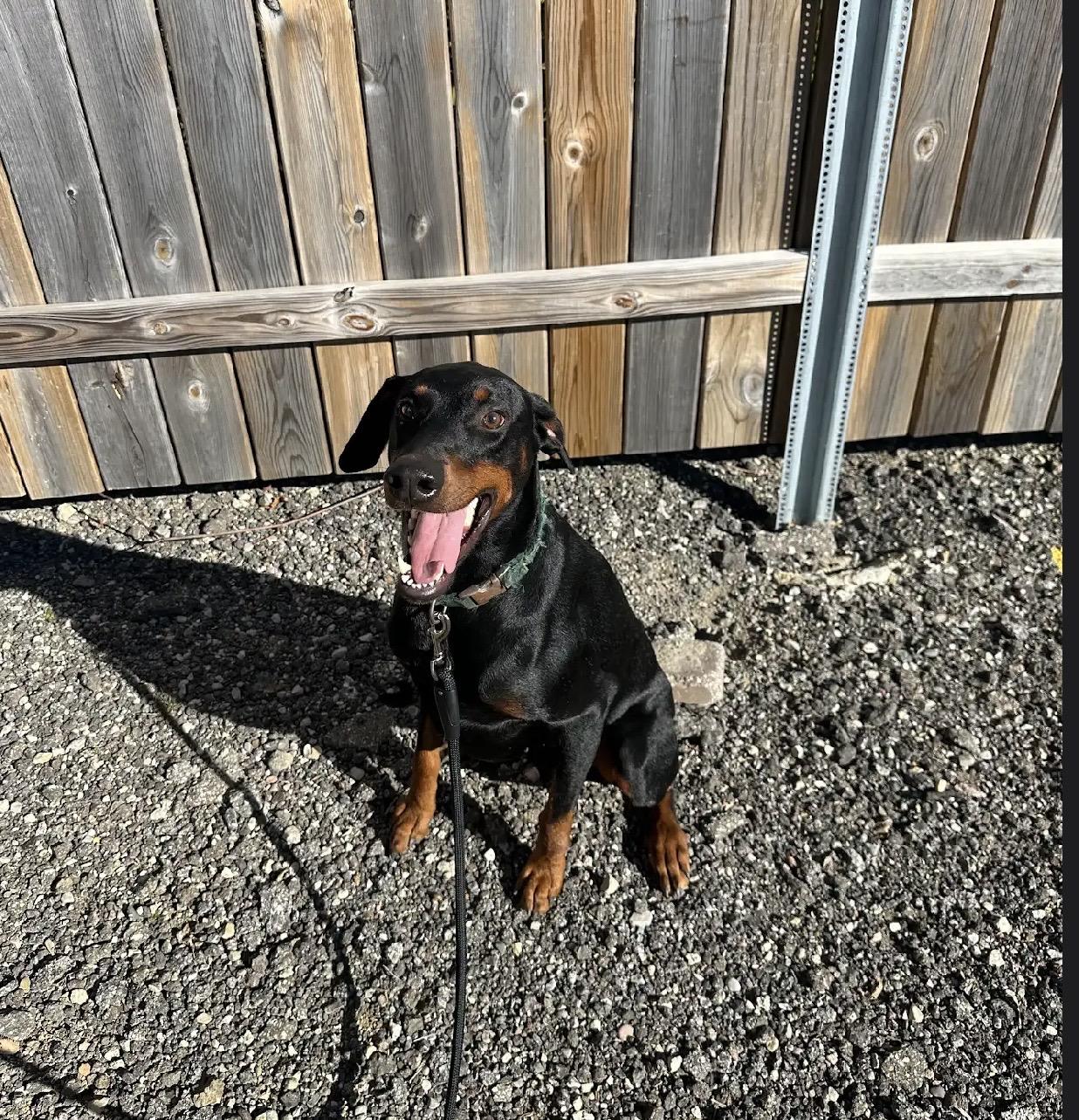Enlarge Sherman, a Adoptable Doberman Pinscher in White Lake, MI image 3/3