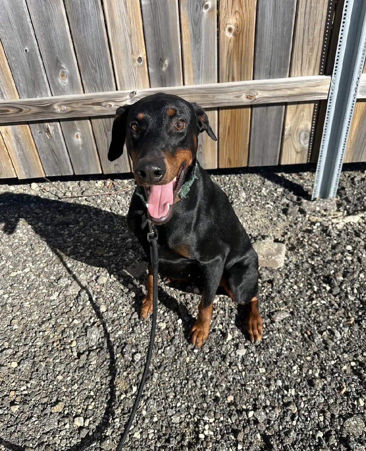 Enlarge Sherman, a Adoptable Doberman Pinscher in White Lake, MI image 2/3