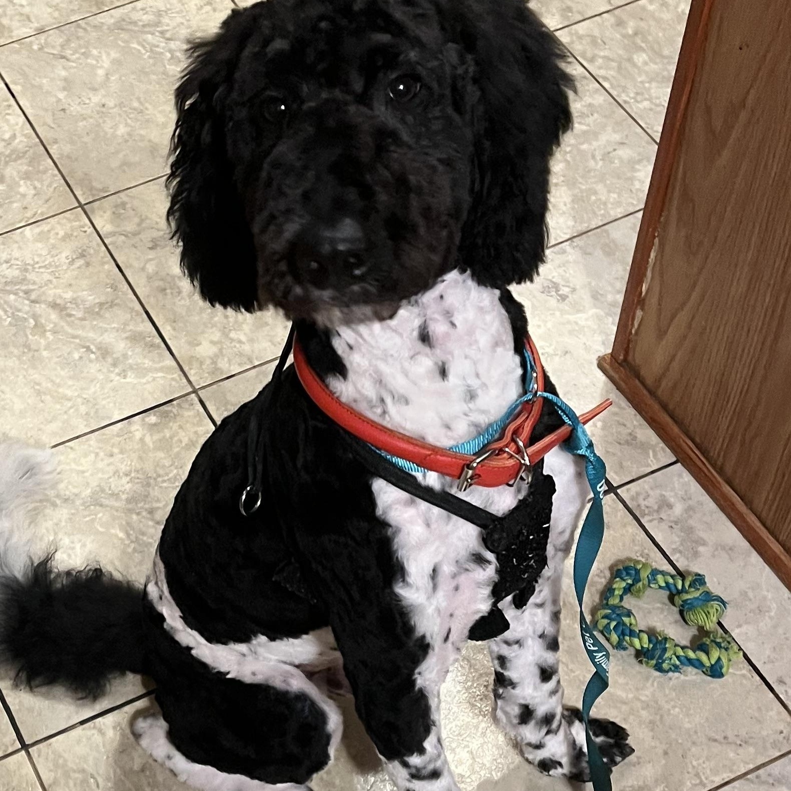 Enlarge Snoopy , an adopted Goldendoodle in Farmington, MN image 3/6