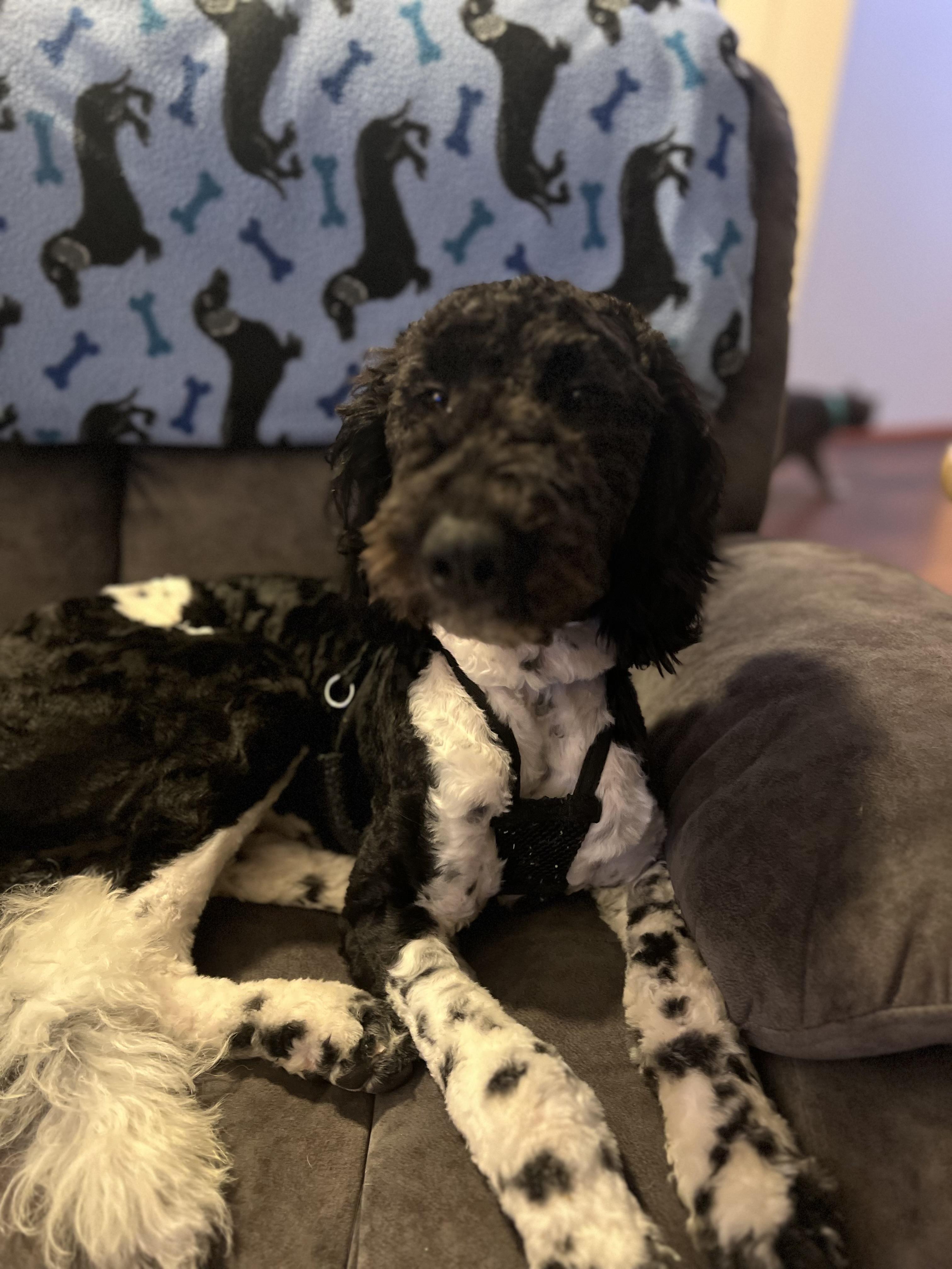 Enlarge Snoopy , an adopted Goldendoodle in Farmington, MN image 2/6