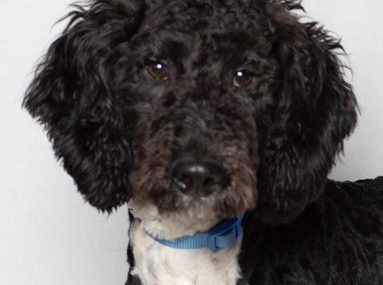 Enlarge Snoopy , an adopted Goldendoodle in Farmington, MN image 1/6