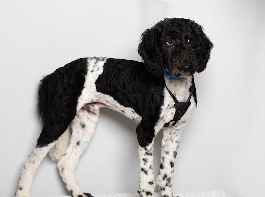 Enlarge Snoopy , an adopted Goldendoodle in Farmington, MN image 4/6