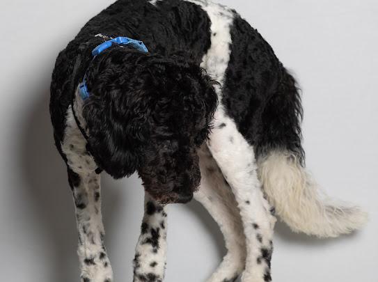Enlarge Snoopy , an adopted Goldendoodle in Farmington, MN image 6/6