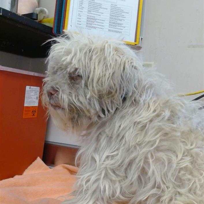 Bumper Car, a Adoptable mixed breed in Pacific Grove, CA image 1/5