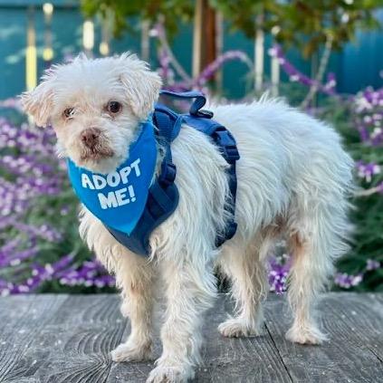 Enlarge Bumper Car, a Adoptable mixed breed in Pacific Grove, CA image 3/5