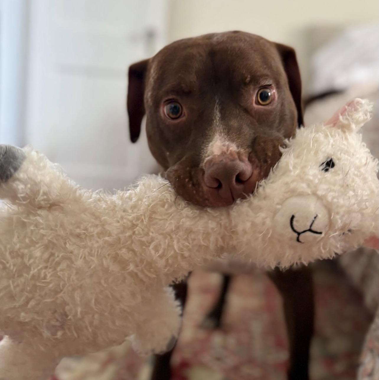 Enlarge Sammy, an adopted mixed breed in Richmond, VA image 5/6