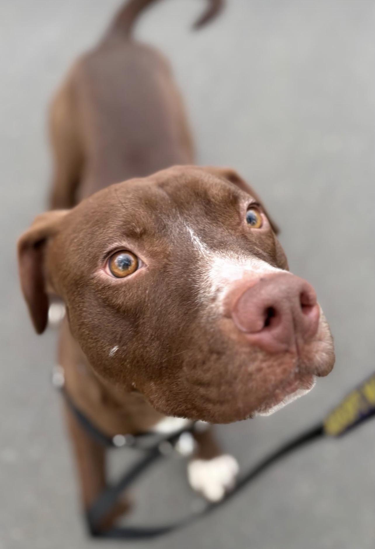 Enlarge Sammy, an adopted mixed breed in Richmond, VA image 2/6