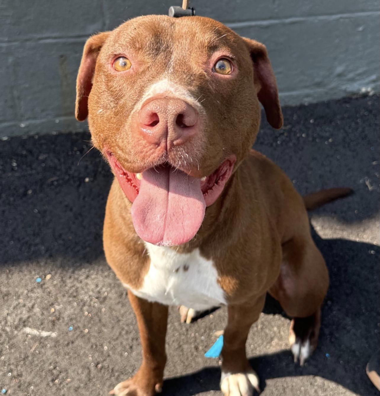 Enlarge Sammy, an adopted mixed breed in Richmond, VA image 4/6