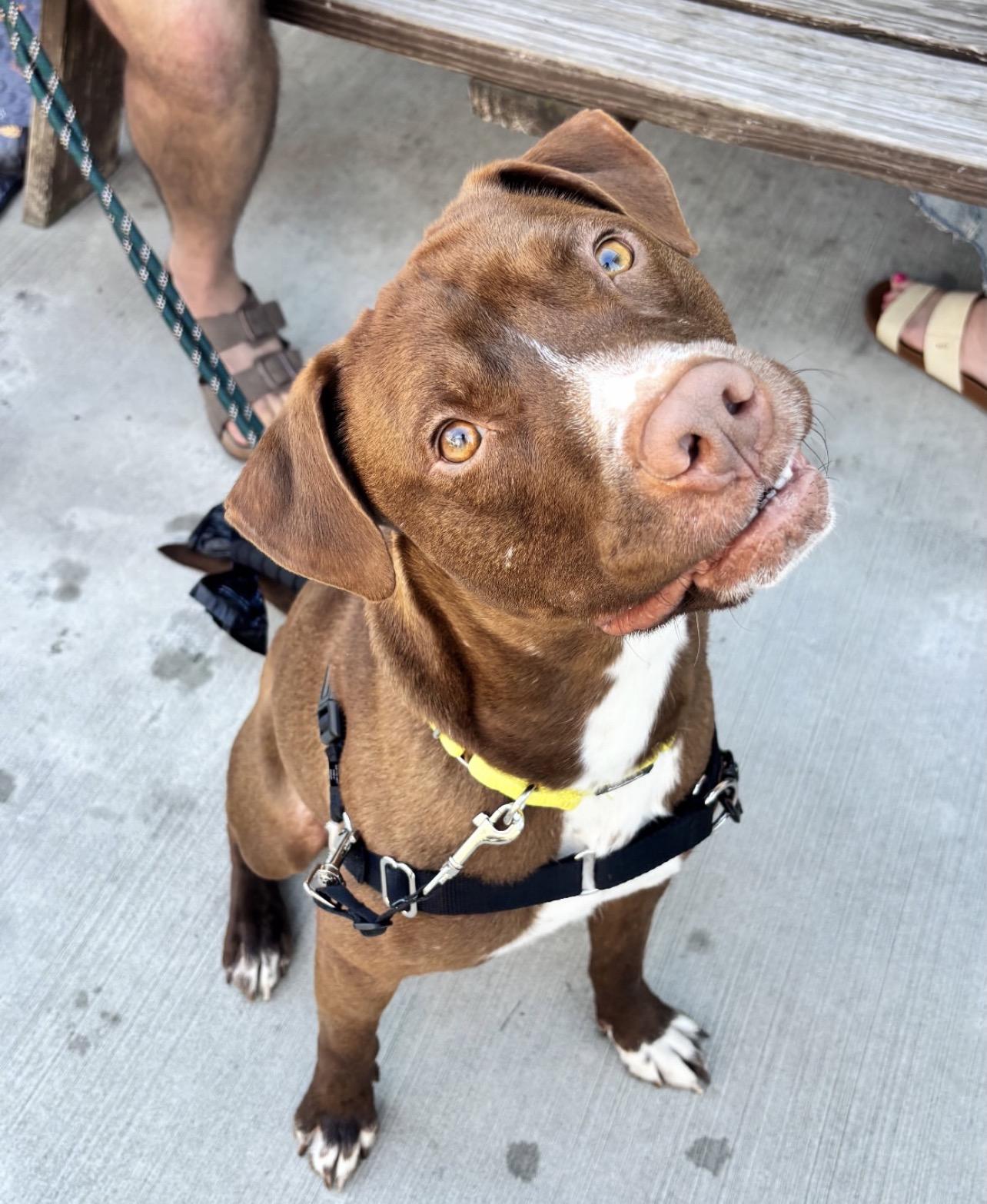 Sammy, Adoptable, Young Male Pit Bull Terrier & Chocolate Labrador Retriever.