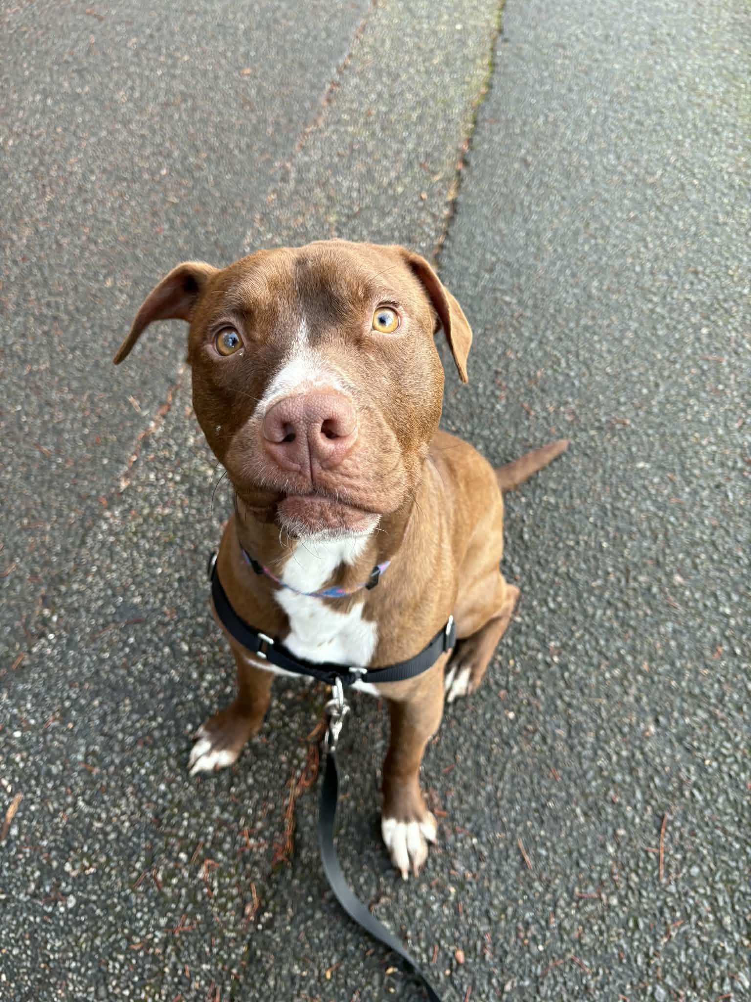 Enlarge Sammy, an adopted mixed breed in Richmond, VA image 3/6