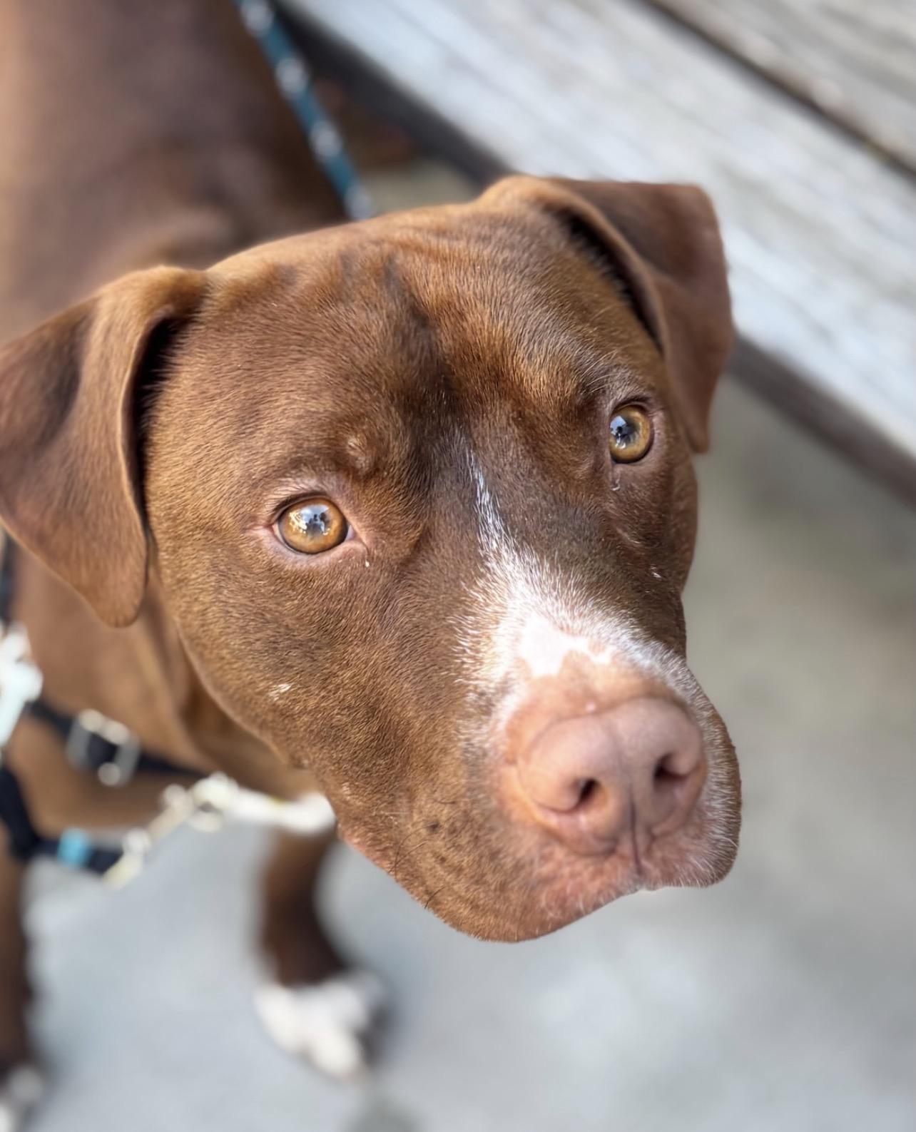 Enlarge Sammy, an adopted mixed breed in Richmond, VA image 6/6