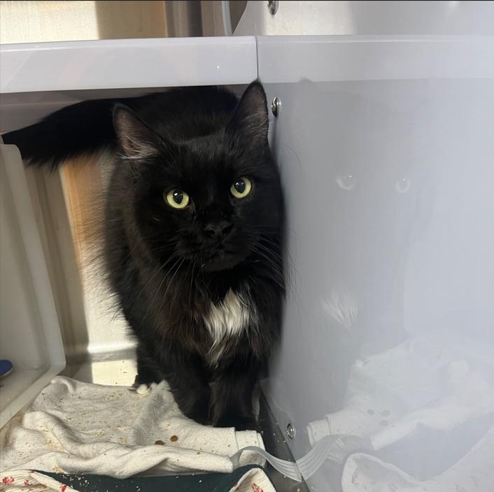 Enlarge Quiscale, a Adopted Domestic Long Hair in Boucherville, QC image 1/3