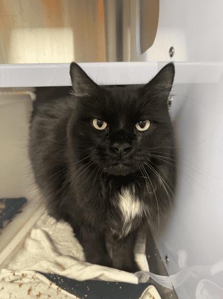 Enlarge Quiscale, a Adopted Domestic Long Hair in Boucherville, QC image 2/3