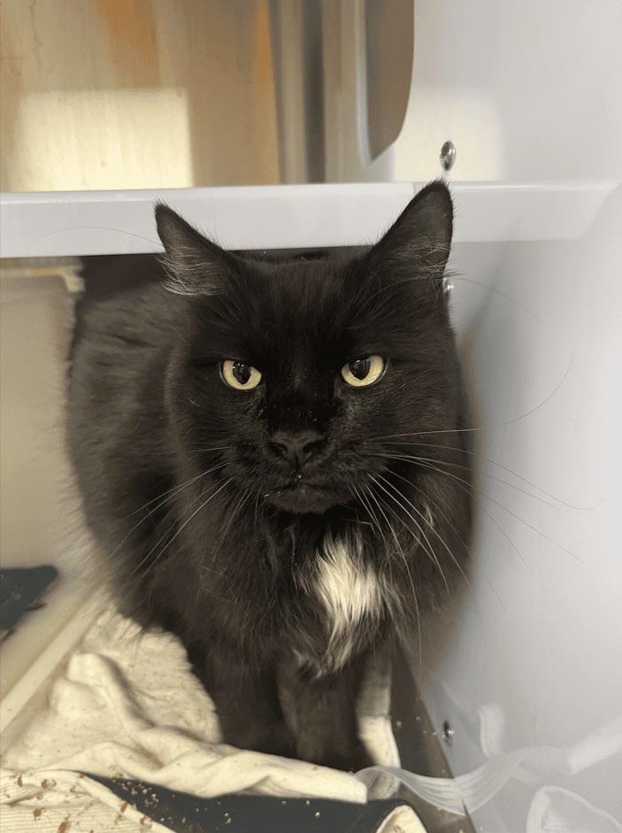 Enlarge Quiscale, a Adopted Domestic Long Hair in Boucherville, QC image 3/3